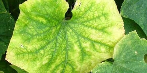 Listovi tikvica požute: šta učiniti